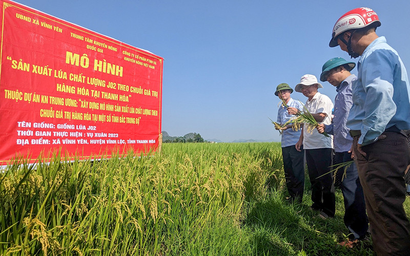 Mô hình “Sản xuất lúa chất lượng J02 theo chuỗi giá trị hàng hóa tại Thanh Hóa” do Trung tâm Khuyến nông quốc gia triển khai tại xã Vĩnh Yên, huyện Vĩnh Lộc. (Ảnh TRỌNG MINH)