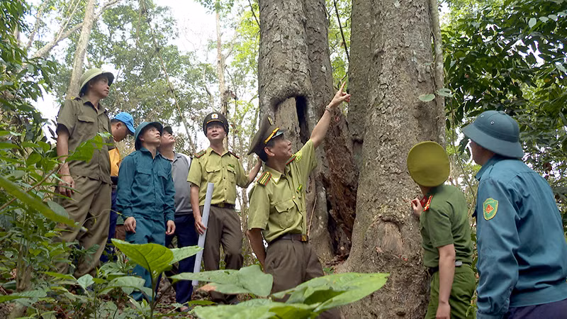 Cán bộ kiểm lâm phối hợp với các lực lượng và người dân tuần tra rừng đặc dụng Tân Trào, xã Tân Trào, huyện Sơn Dương.