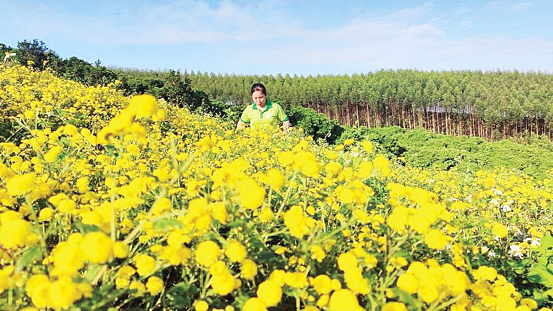 Chăm sóc hoa cúc tại Hợp tác xã Lục Ngạn xanh.