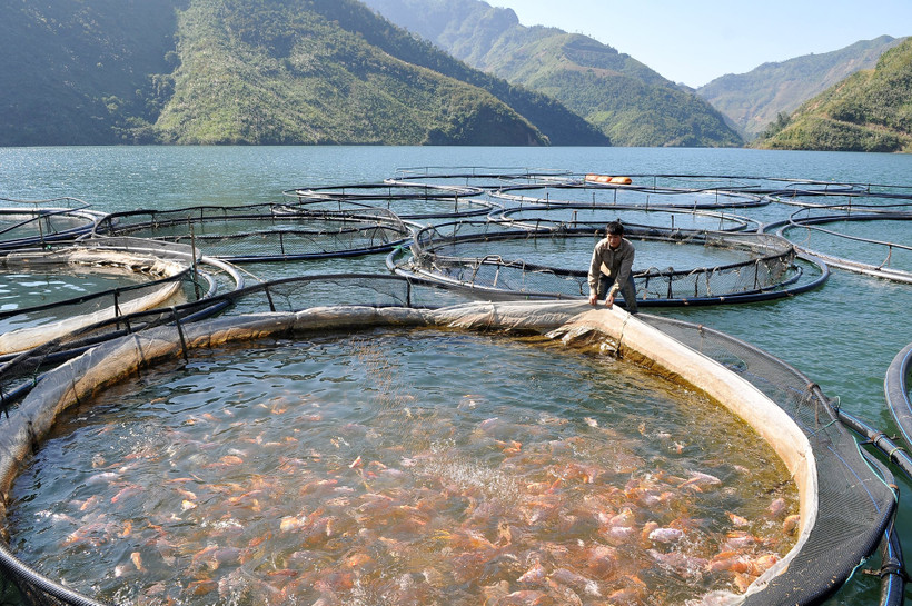 Nguồn nước dồi dào ở lòng hồ thủy điện Sơn La phục vụ phát triển nghề nuôi trồng thủy sản. Ảnh: Nguyễn Đăng