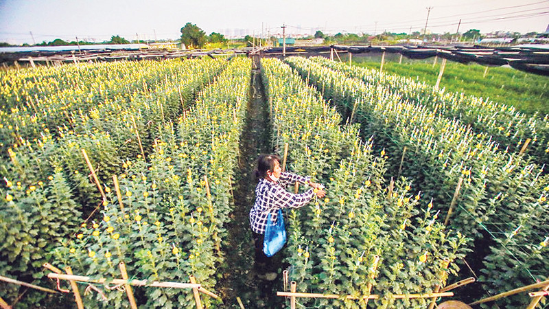 Những vườn hoa rộng mênh mông là điểm nhấn thu hút khách du lịch ở phường Tây Tựu.