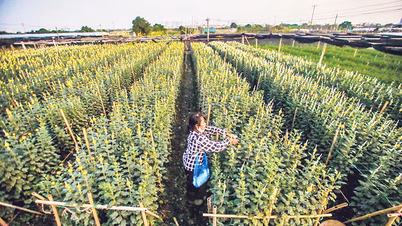 Những vườn hoa rộng mênh mông là điểm nhấn thu hút khách du lịch ở phường Tây Tựu.