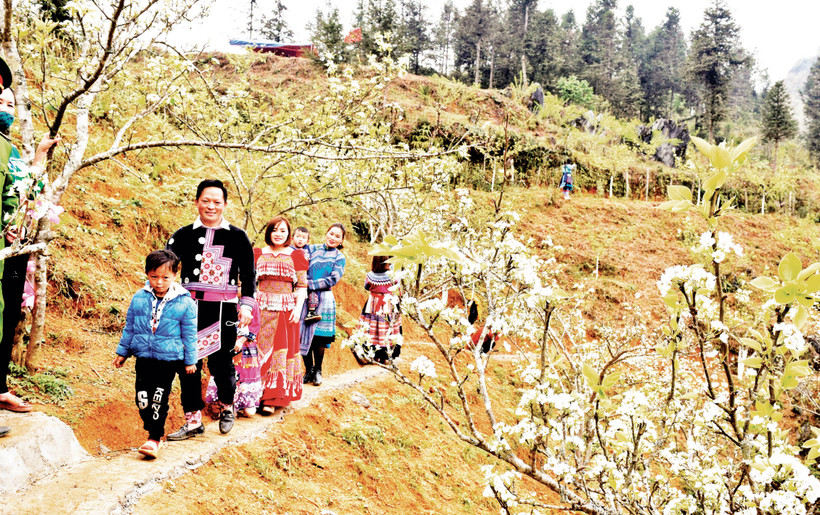 Hoa lê trắng trên miền đất cổ 