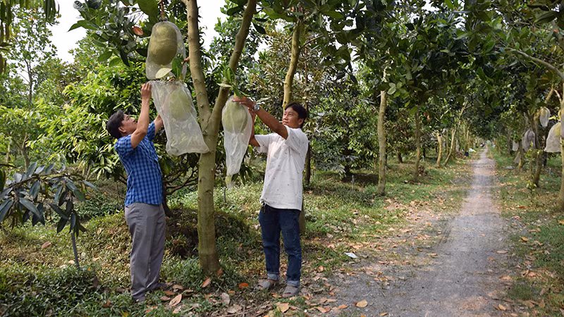 Kết quả chuyển đổi cơ cấu kinh tế, góp phần hoàn thành mục tiêu xây dựng nông thôn mới ở xã Đốc Binh Kiều, huyện Tháp Mười (Đồng Tháp) luôn có sự gương mẫu, đi đầu của đội ngũ cán bộ, đảng viên.