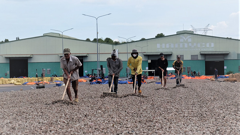 Công nhân Công ty cổ phần Hà Mỵ, huyện Đồng Phú (Bình Phước) sơ chế hạt điều nguyên liệu.