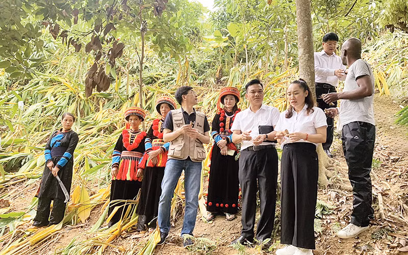 Các chuyên gia của dự án kiểm tra việc thực hiện chuỗi giá trị cây nghệ tại xã Nông Thượng, thành phố Bắc Kạn. (Ảnh VĂN LINH)