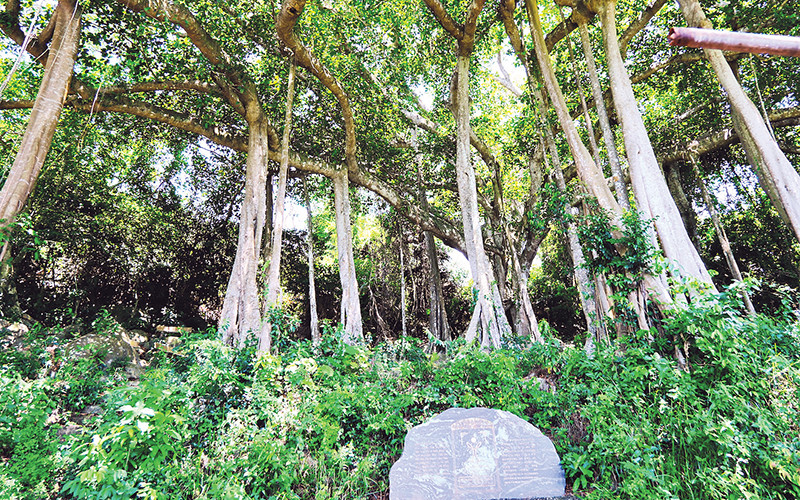 Cây đa di sản Sơn Trà.