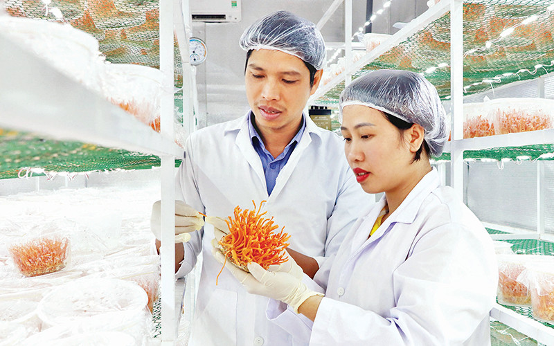 Trung bình mỗi năm, nấm đông trùng hạ thảo cho lợi nhuận hơn 800 triệu đồng/1.000m2 nhà xưởng nuôi cấy. 