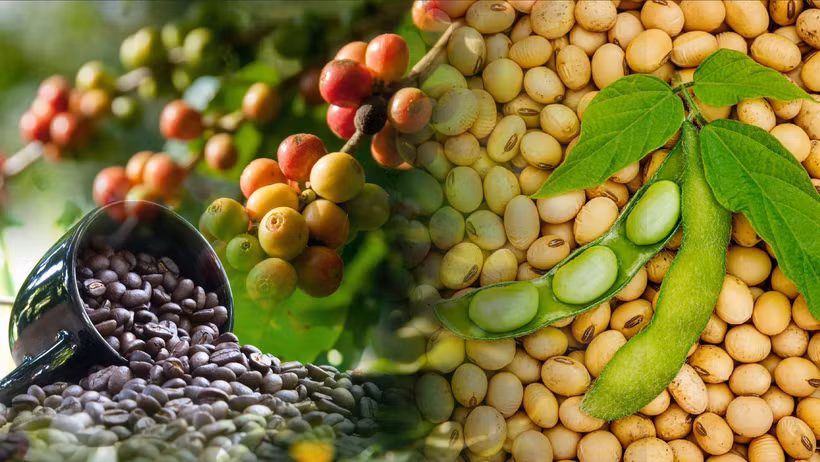 Giá cà-phê, khô đậu tương tăng hơn 8% trong tuần qua