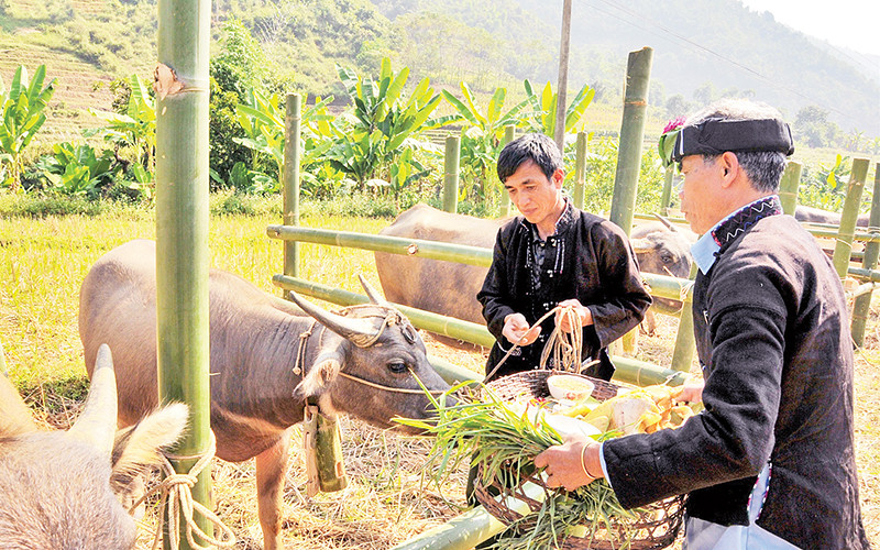 Việc chuẩn bị lễ vật đặt lên đầu trâu là một công đoạn không thể thiếu trong nghi lễ Cúng hồn trâu.