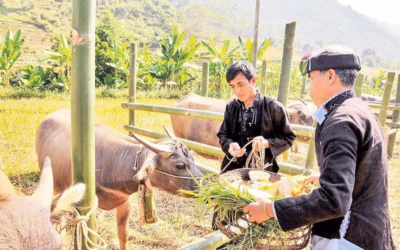 Việc chuẩn bị lễ vật đặt lên đầu trâu là một công đoạn không thể thiếu trong nghi lễ Cúng hồn trâu.