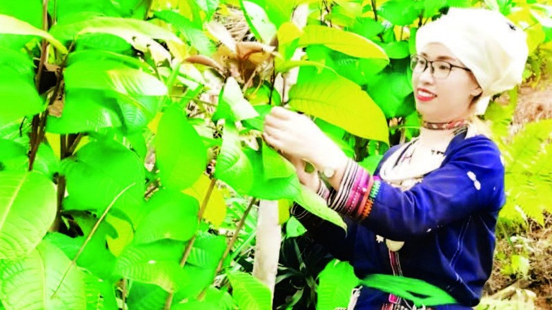 Thành viên Hợp tác xã Nông lâm Nghĩa Tá chăm sóc cây trà hoa vàng. (Ảnh HƯƠNG LY)