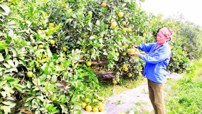 Nhờ nguồn vốn vay ưu đãi, nông dân huyện Phù Cừ trồng chuyên canh cây cam cho thu nhập cao, góp phần ổn định kinh tế hộ gia đình.