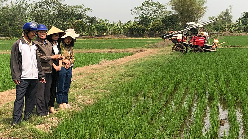 Nông dân tỉnh Thái Bình áp dụng cơ giới hóa vào sản xuất lúa.