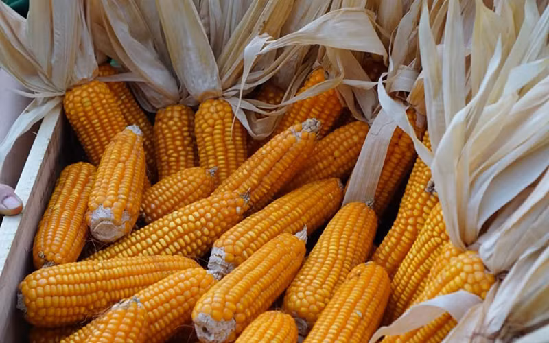 Thị trường hàng hóa đóng cửa tuần giao dịch cuối tháng 6 biến động mạnh