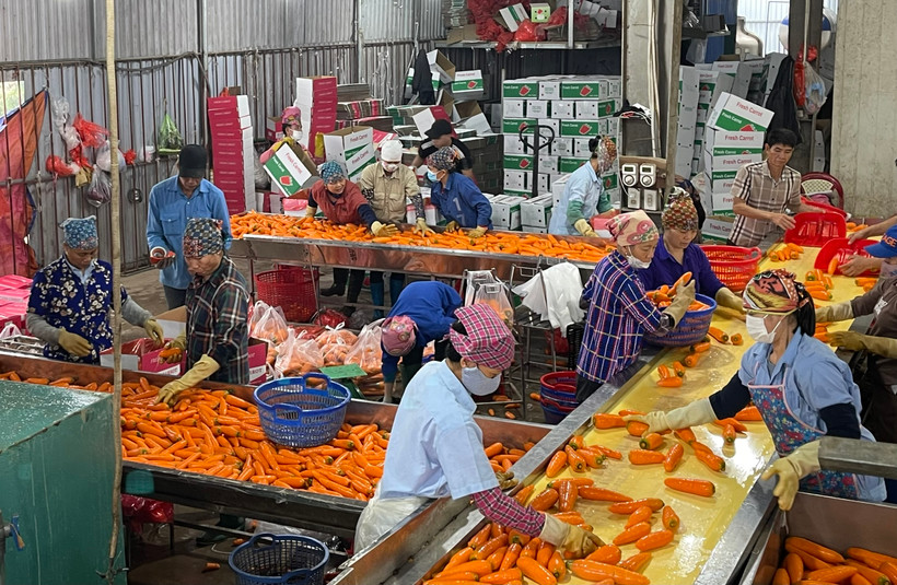 Sơ chế cà-rốt tại Hợp tác xã Dịch vụ nông nghiệp Đức Chính, Cẩm Giàng, Hải Dương. Ảnh: Quốc Vinh