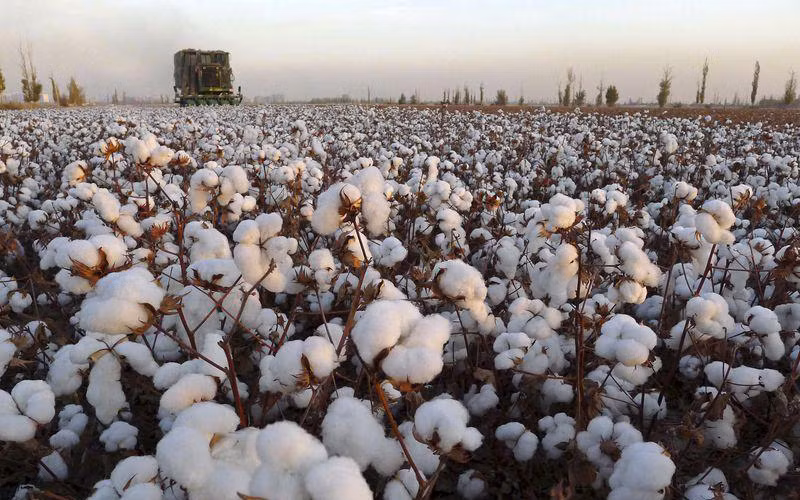 Bông tăng mạnh, giá cà phê diễn biến trái chiều