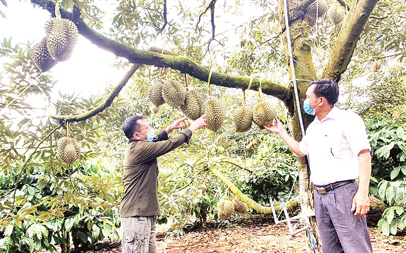 Đắk Lắk hiện là địa phương có diện tích trồng sầu riêng lớn nhất cả nước.