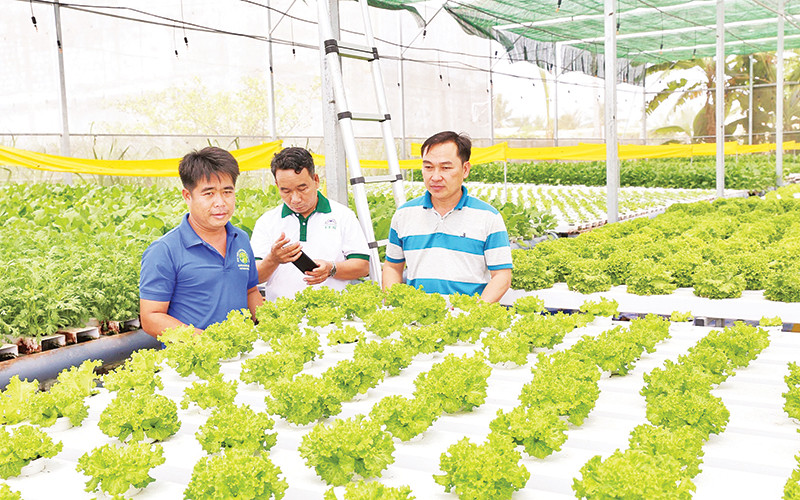 Nông dân tham quan, học tập kỹ thuật trồng rau thủy canh trong nhà màng khép kín của anh Nguyễn Ngọc Phi, khu phố 15, thị trấn Phước Dân, huyện Ninh Phước (Ninh Thuận).