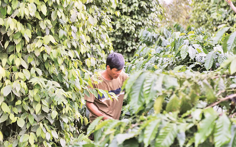 Mô hình sản xuất đa tầng, đa sản phẩm, đa giá trị của Hợp tác xã nông nghiệp-dịch vụ Tân Phú Nông.