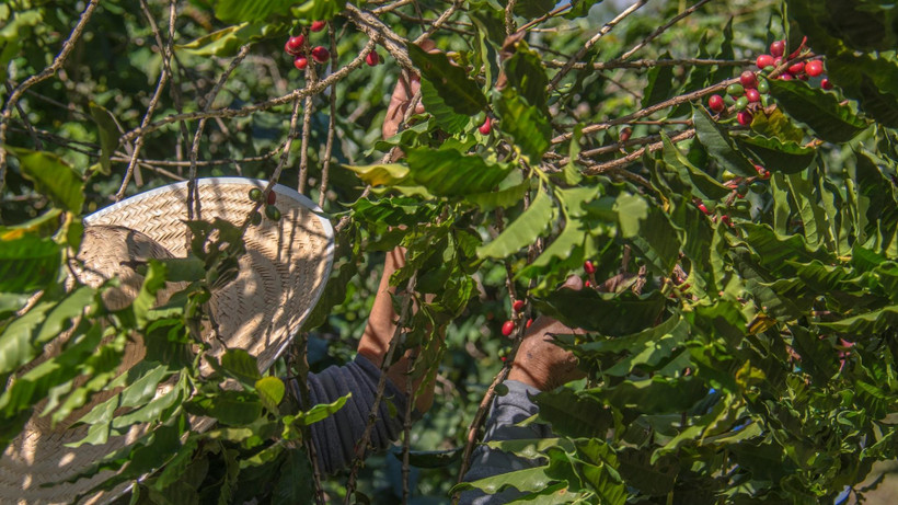  Thị trường hàng hóa nguyên liệu suy yếu trong hai ngày đầu tuần