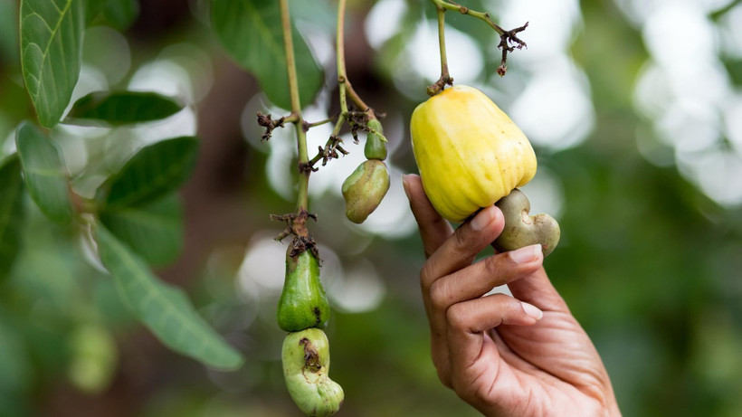 Lực mua tiếp tục xu hướng áp đảo trên thị trường hàng hóa