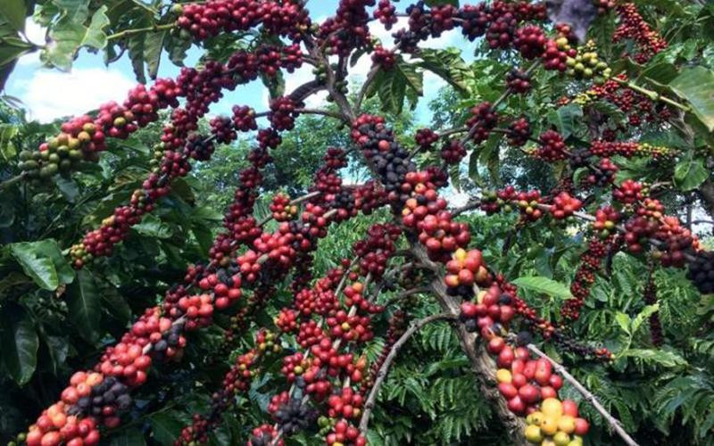 Ngành cà-phê nâng cao năng lực cạnh tranh