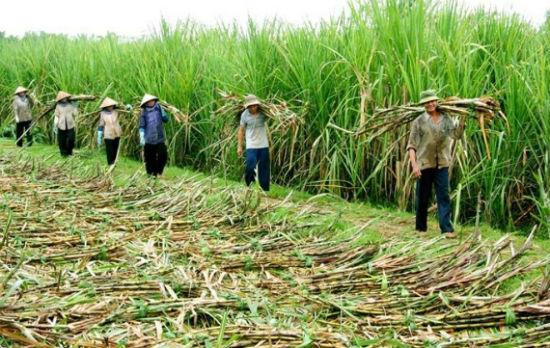 Ngành mía đường trong nước vẫn cần bứt tốc trên “đường đua” hội nhập. Ảnh minh họa