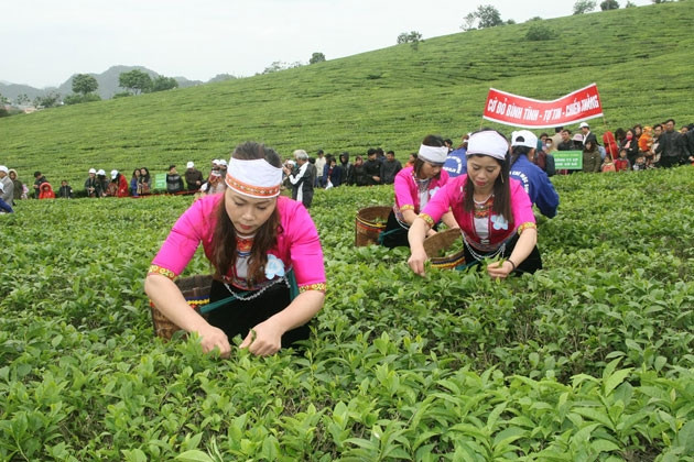 Hội thi hái chè trong dịp kỷ niệm.