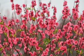 Hoa đào Nhật Tân. (Ảnh THÀNH ĐẠT)