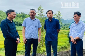 Đoàn công tác Bộ Nông nghiệp và Phát triển nông thôn cùng lãnh đạo tỉnh Sơn La kiểm tra tình hình khắc phục hậu quả mưa lũ tại huyện Phù Yên. (Ảnh: Tâm Hạnh)