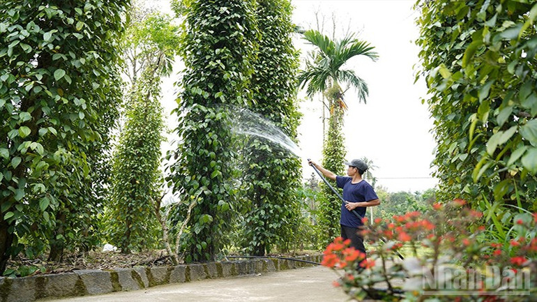 Phát triển kinh tế vườn tiếp tục được xã Tiên Phước xác định là mục tiêu, nhiệm vụ quan trọng. ndo_br_3.jpg