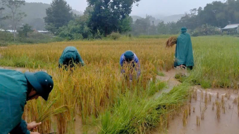 Các lực lượng tập trung hỗ trợ 2 hộ gia đình Alăng Vâl và Alăng Dứm gặt hơn 800m² lúa. z7167474541738-d91820fbe519c0563204bc3f2420698c.jpg