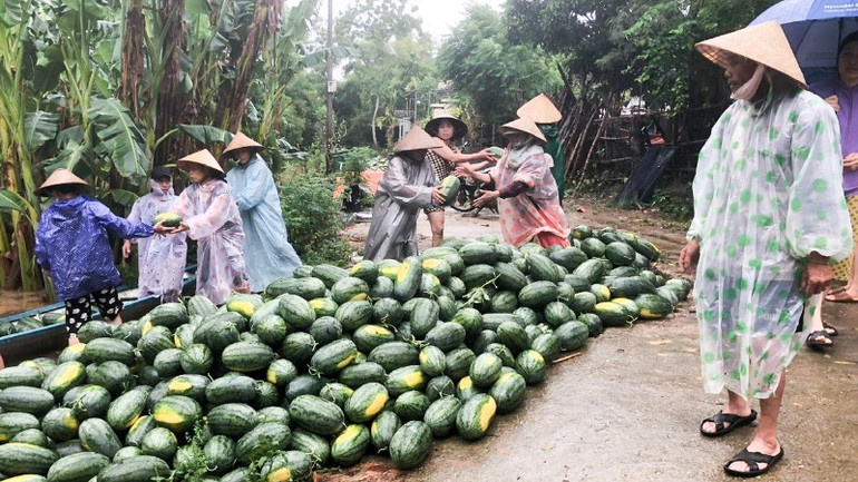 Người dân huyện Đại Lộc khẩn trương thu hoạch dưa hấu để hạn chế thấp nhất thiệt hại do mưa lũ gây ra. a2.jpg