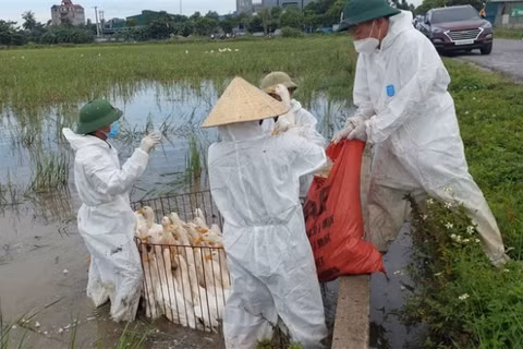 Ổ dịch cúm gia cầm H5N1 đầu tiên ở xã Hùng Châu được phát hiện từ ngày 20/6. (Ảnh: HC)