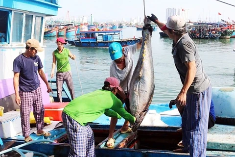 Các tàu cá ở Gia Lai đã nhận thức rõ tầm quan trọng về khai thác thủy sản bất hợp pháp và chấp hành nghiêm chỉnh về chống khai thác IUU.