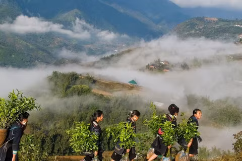 Mùa xuân là Tết trồng cây.