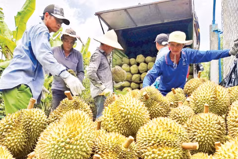 Mua bán sầu riêng giữa thương lái và nông dân tại xã Mỹ Thành, tỉnh Đồng Tháp.