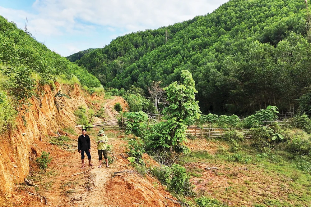 Chủ rừng chưa thể giao dịch tín chỉ carbon do thiếu chính sách cụ thể.