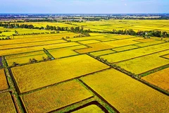 Triệu ha lúa – Gieo mầm xanh cho tương lai Đồng bằng sông Cửu Long