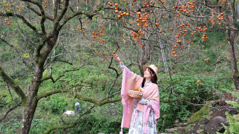 Vườn hồng chín đỏ rực, trải dài trên sườn đồi dãy núi thiêng Đại Huệ.