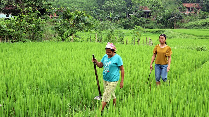 Phụ nữ tộc người Đan Lai ở bản tái định cư Thạch Sơn, xã Mậu Thạch đi thăm đồng.