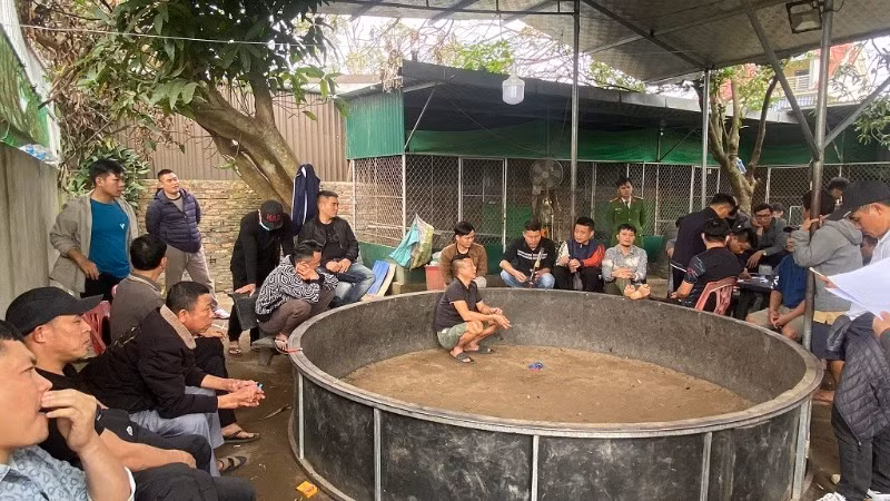 Hiện trường chơi đá gà ăn tiền. (Ảnh: CÔNG AN NGHỆ AN)