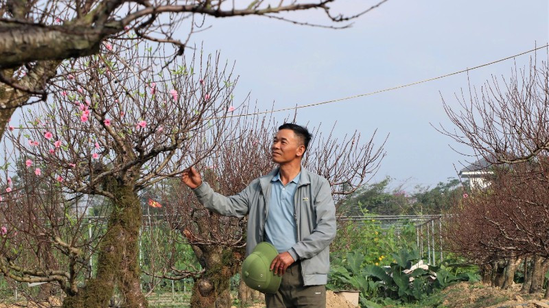 "So với bỏ ra 50-70 triệu đồng mua cây đào về chơi trong dịp Tết, khách thuê đào sẽ tiết kiệm hơn rất nhiều. Giá thuê mỗi gốc đào từ 10 triệu đồng đến 20 triệu đồng, cây cho thuê với giá cao nhất gần 30 triệu đồng", anh Hoàn cho biết.