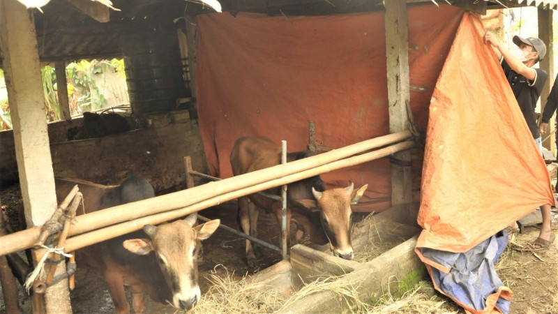 Nông dân xã Quỳ Châu, tỉnh Nghệ An che chắn chuồng trại tránh gió lùa.