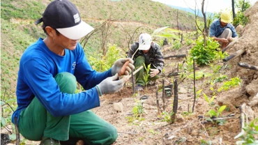 Người dân trồng rừng bằng giống keo lai. (Ảnh: Xuân Triệu - TTXVN)