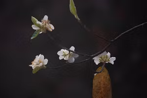 Vào tháng 3 hằng năm, sắc trắng hoa Sơn Tra ở bản Nậm Nghẹp bắt đầu nở rộ khắp các cánh rừng. (Ảnh: LONG VÕ)