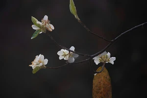 Vào tháng 3 hằng năm, sắc trắng hoa Sơn Tra ở bản Nậm Nghẹp bắt đầu nở rộ khắp các cánh rừng. (Ảnh: LONG VÕ)