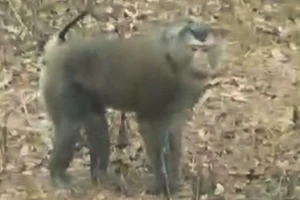 Cá thể khỉ đã tấn công và làm 3 người bị thương tại khu sản xuất bản Cốc Lắc, xã Chiềng Hặc, tỉnh Sơn La. (ẢNH: NGUYỄN SƠN)