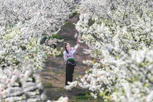 Giữa bạt ngàn màu xanh của núi rừng, sắc trắng của hoa mận nở sớm, bừng sáng như những sương mây sà xuống đậu trên cành cây, tinh khiết và mong manh.